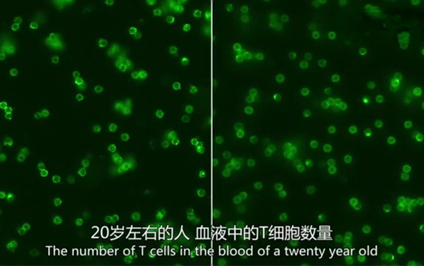 【专业科普】70岁与20岁的免疫细胞有何区别？